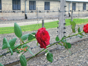 Rosen im Zaun des ehemaligen Stammlagers Auschwitz