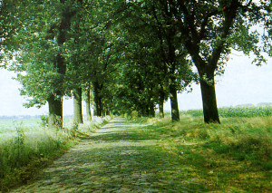 Allee an der Oder